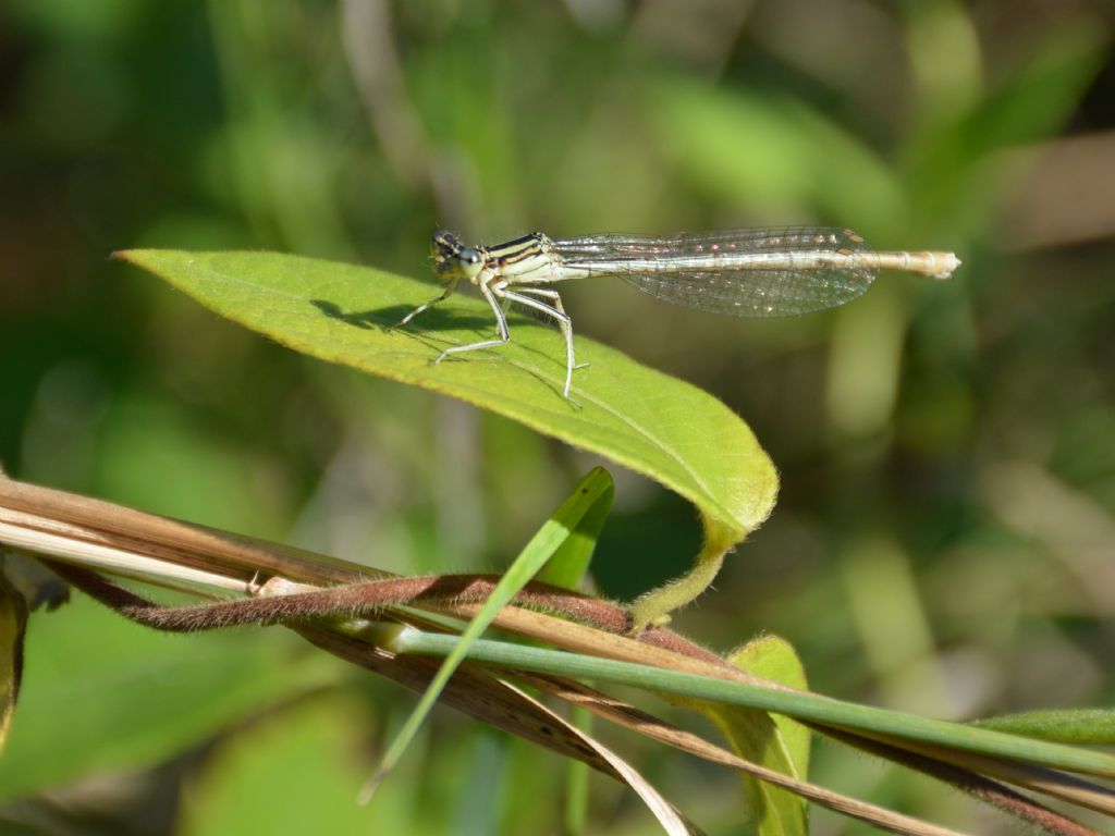 Platycnemis pennipes